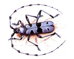 Альпийский Усач (Rosalia alpina)