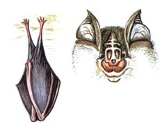 ����� ���������� (Rhinolophus  hipposideros)