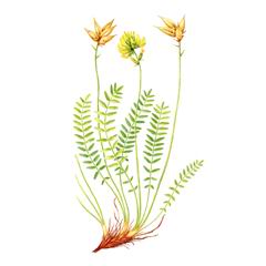Остролодочник приальпийский (Oxytropis alpestris)