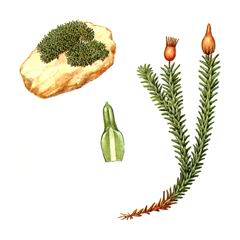 Индузиэлла тяньшанская (Indusiella thianschanica)
