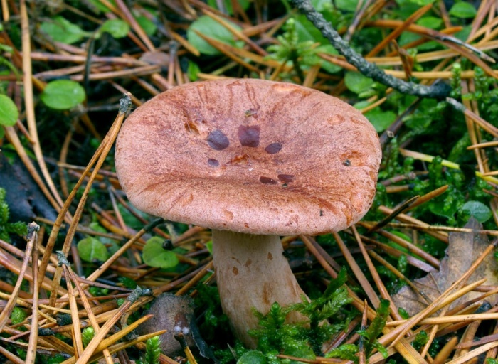 Ядовитые млечники - ядовитый гриб.