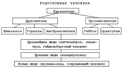 Реферат: Происхождение человека 7