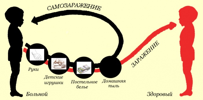 к какому типу червей относится острица. Смотреть фото к какому типу червей относится острица. Смотреть картинку к какому типу червей относится острица. Картинка про к какому типу червей относится острица. Фото к какому типу червей относится острица