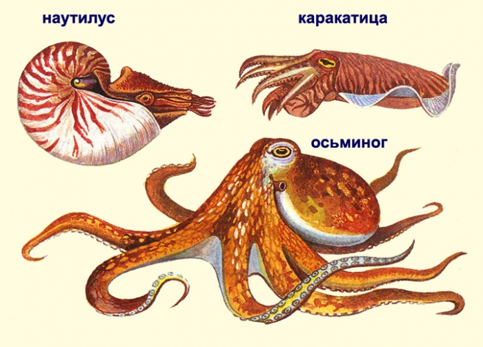 Наиболее часто встречаемые виды головоногих моллюсков.