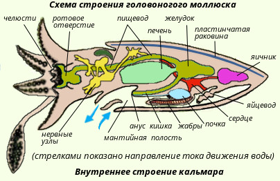 Схема строения головоногого моллюска.