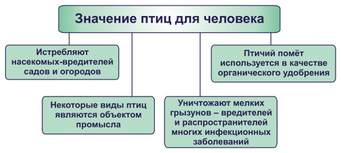 какую роль в экосистемах выполняют хищные птицы. 948909576d4e31de3896.96316618. какую роль в экосистемах выполняют хищные птицы фото. какую роль в экосистемах выполняют хищные птицы-948909576d4e31de3896.96316618. картинка какую роль в экосистемах выполняют хищные птицы. картинка 948909576d4e31de3896.96316618. Значение птиц для человека и экосистемы Земли можно понять, изучив общие характеристики класса Птиц, а также познакомившись с разнообразием класса птиц. Птицы употребляют огромное количество животной и растительной пищи благодаря большой численности популяций и высокому уровню жизнедеятельности, поэтому оказывают значительное влияние на природные биоценозы. Важную роль птицы играют в регуляции численности грызунов и насекомых. Также птицы сами являются важным звеном в пищевых цепочках многих хищников.