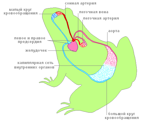 Реферат: Кров та кровоносна система