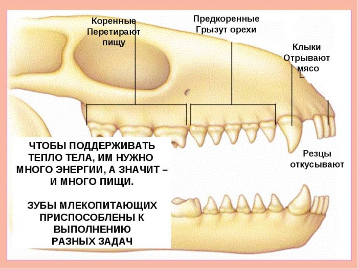 какую функцию выполняют клыки. Смотреть фото какую функцию выполняют клыки. Смотреть картинку какую функцию выполняют клыки. Картинка про какую функцию выполняют клыки. Фото какую функцию выполняют клыки