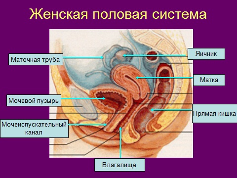 Доклад: Женская половая система