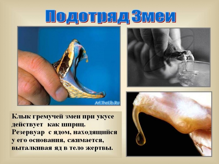 ����� ����.