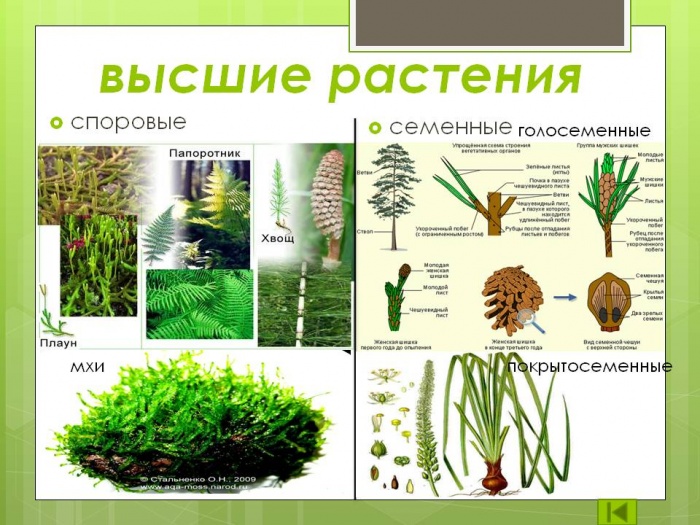 Что такое высшие растения в биологии 6 класс. Смотреть фото Что такое высшие растения в биологии 6 класс. Смотреть картинку Что такое высшие растения в биологии 6 класс. Картинка про Что такое высшие растения в биологии 6 класс. Фото Что такое высшие растения в биологии 6 класс
