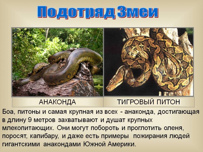 ����� � ��������.