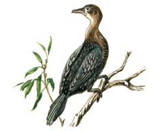 ����� ������ (Phalacrocorax pygmaeus)