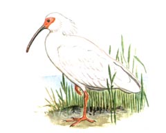 Красноногий Ибис (Nipponia nippon)