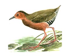 Красноногий Погоныш (Porzana  fusca)