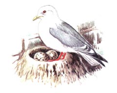 Красноногая Говорушка (Rissa  brevirostris)