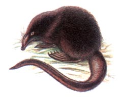 Русская Выхухоль (Desmana moschata)