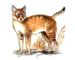 Кавказский Камышовый Кот (Felis chaus (подвид chaus ))