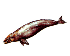 Серый Кит (Eschrichtius gibbosus)