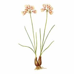 Лук гунибский (Allium gunibicum)