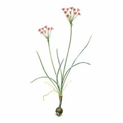 Лук нереидоцветный (Allium neriniflorum)