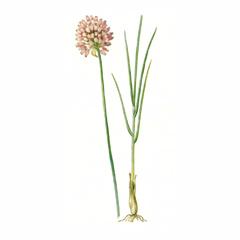 Лук регелевский (Allium regelianum)