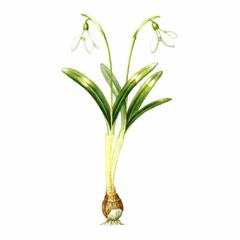 Подснежник Воронова (Galanthus woronowii)