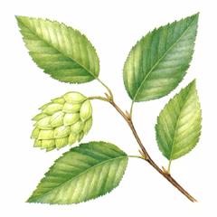 Хмелеграб обыкновенный (Ostrya carpinifolia)