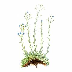 ������������ ��������� (Eritrichium uralense)
