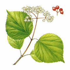 Калина Райта (Viburnum wrightii)
