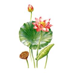 Лотос oрехоносный (Nelumbo nucifera (incl. N. caspica (D. C.) Fish., N. komarovii Grossh.))