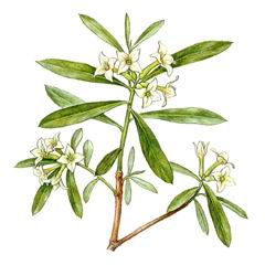 Волчник (волчеягодник) алтайский (Daphne altaica (incl. D. sophia Kalenicz., D. taurica Kotov))