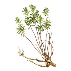 Волчник (волчеягодник) баксанский (Daphne baksanica)