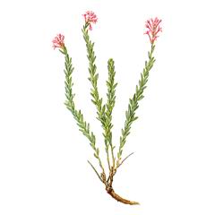 Стеллеропсис алтайский (Stelleropsis altaica)