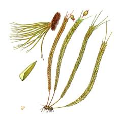 Бриоксифиум Саватье (Bryoxiphium savatieri)