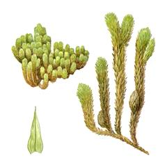 Дозия японская (Dozya japonica)