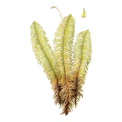 Актинотуидиум Гукера (Actinothuidium hookeri)
