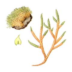 Лептоптеригинандрум южно-альпийский (Leptopterigynandrum austro-alpninum)