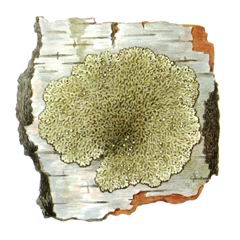 ���������� �������������� (Menegazzia  terebrata)
