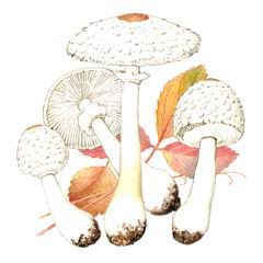 Гриб-зонтик девичий (Macrolepiota puellaris)