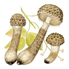 ��������� �������������� (Strobilomyces  floccopus)